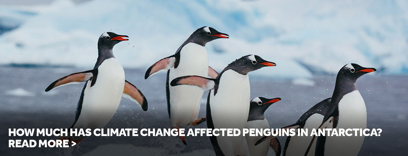 How Much Has Climate Change Affected Penguins in Antarctica?