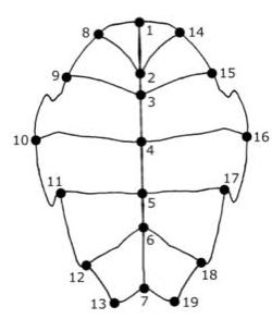 Geometrics Morphometrics datasets of turtle Plastra
