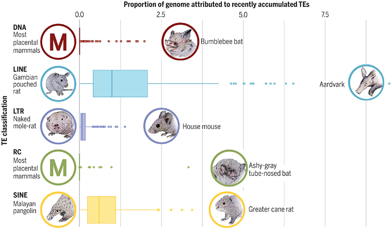 Genome Chart